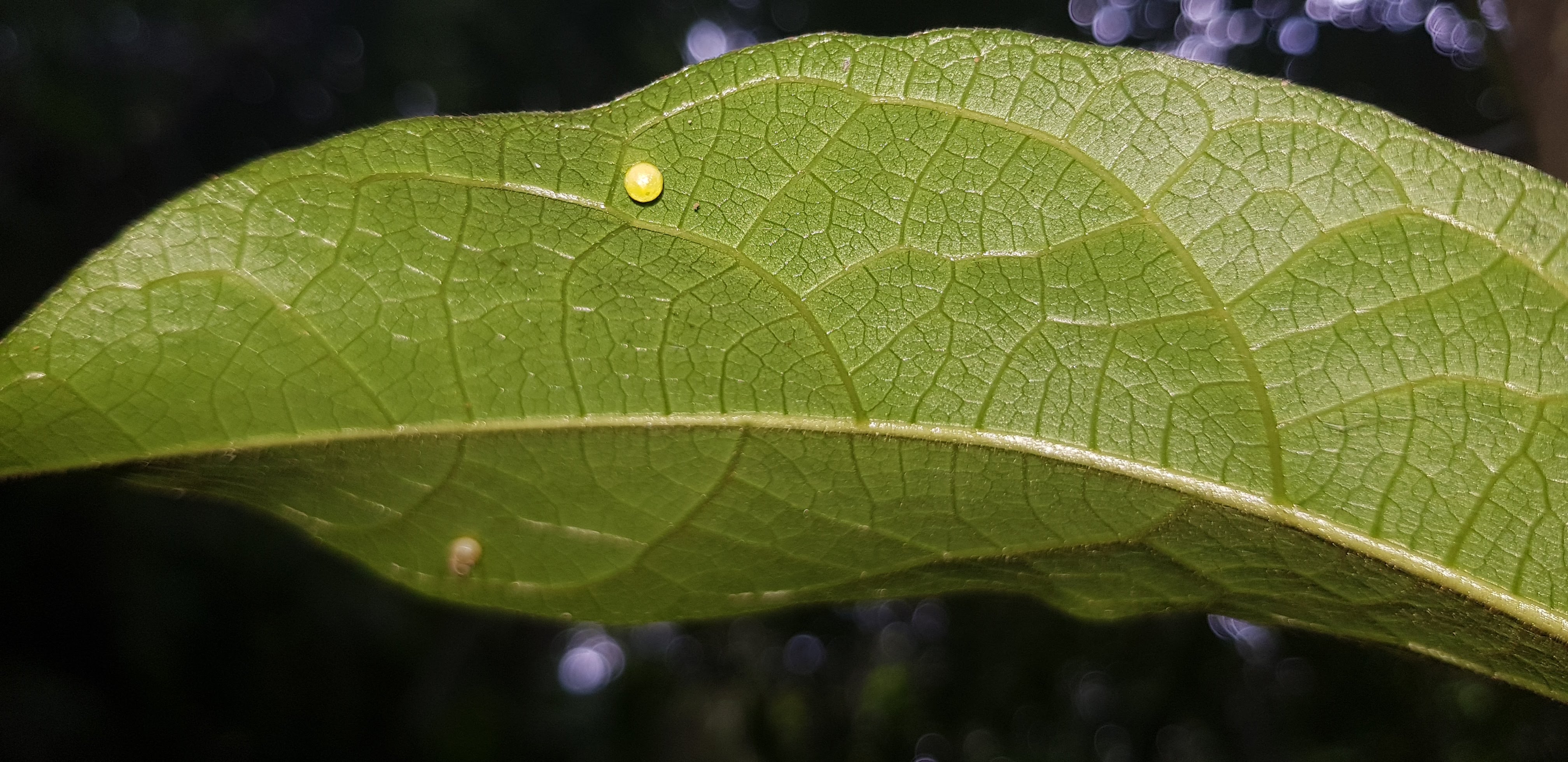 Dark butterfly egg cluster on the underside of a leaf