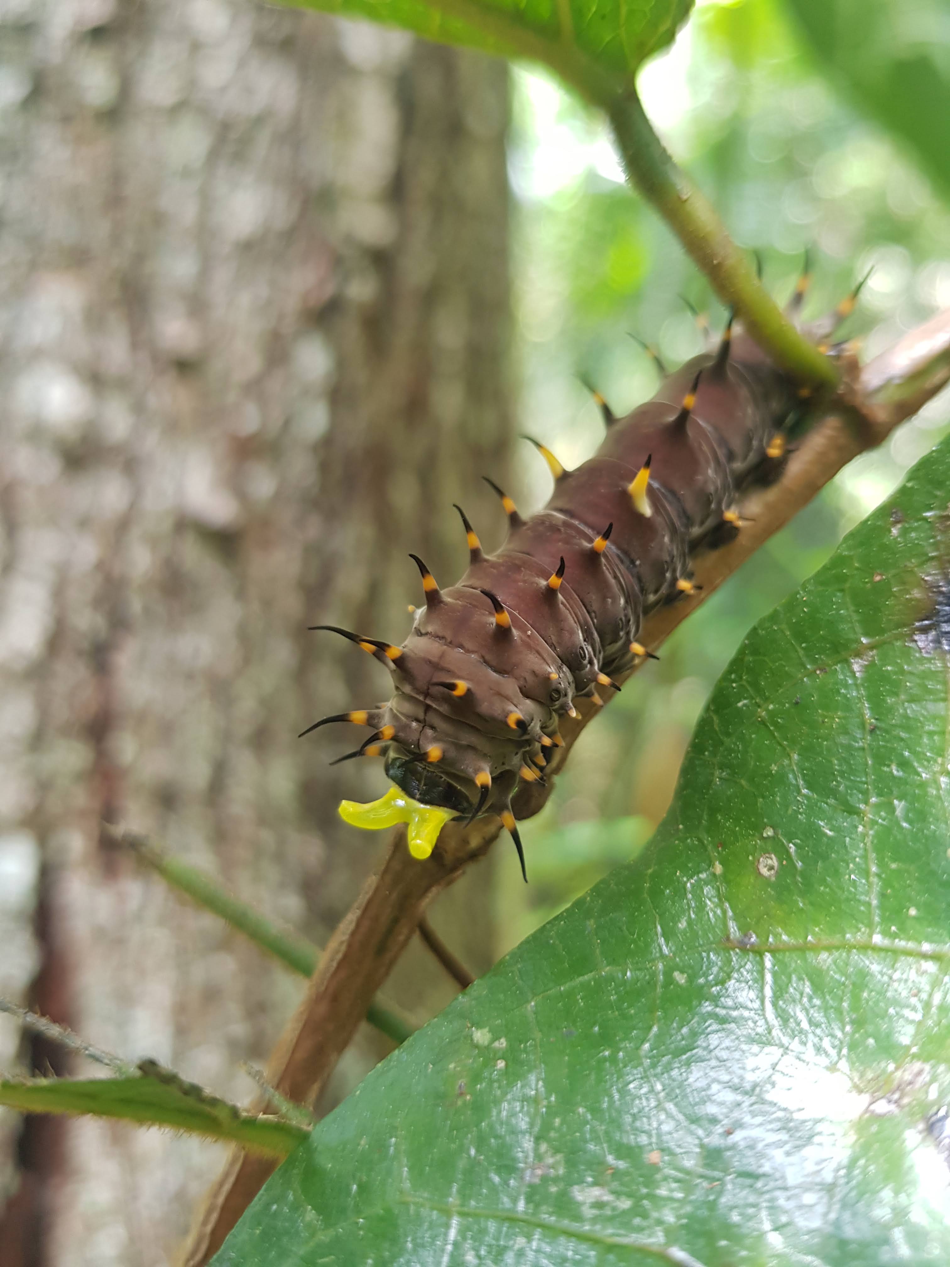 Brown caterpillar on a green leaf during early development