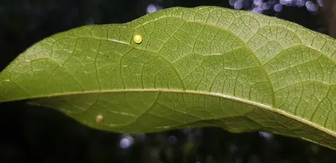 Close-up of a green leaf with visible veins and a water droplet, highlighting natural texture and plant detail