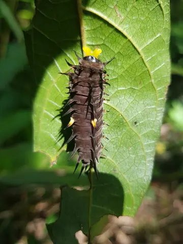 Close-up of a brown spiky caterpillar on a green leaf, highlighting biodiversity in a quarry environment