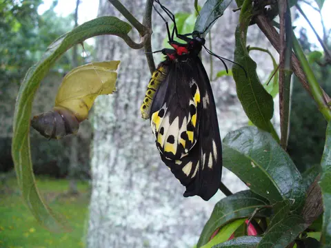 Butterfly emerging from chrysalis on a plant, showcasing biodiversity and lifecycle in a rehabilitated quarry environment