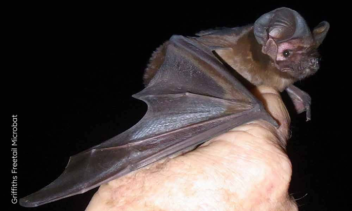 Griffith's Freetail Microbat