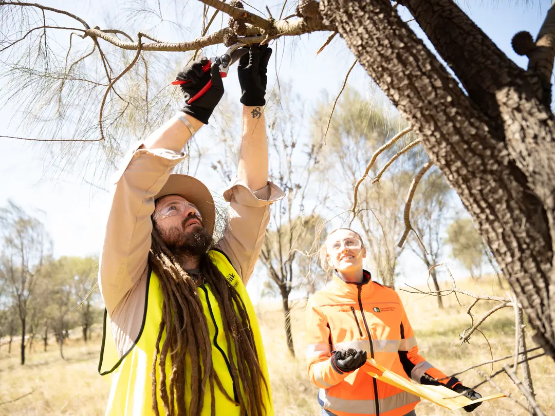 Two Heidelberg Materials team members wearing safety gear collect and inspect seed samples from a native tree in a dry grassland environment as part of biodiversity monitoring activities.